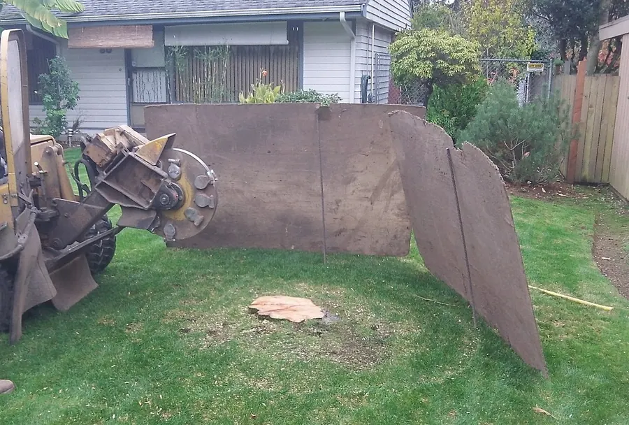 Stump before grinding