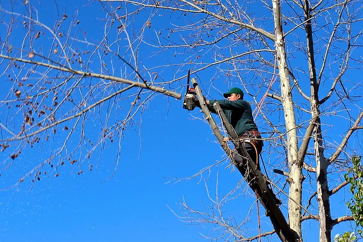 Tree trimming